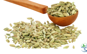 Health Benefits of Fennel