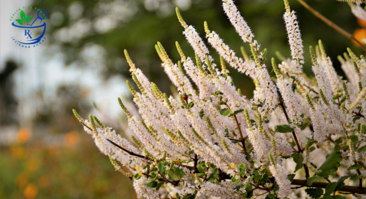 uses and health benefits of myrrh