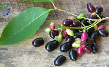 Health benefits of Java Plum