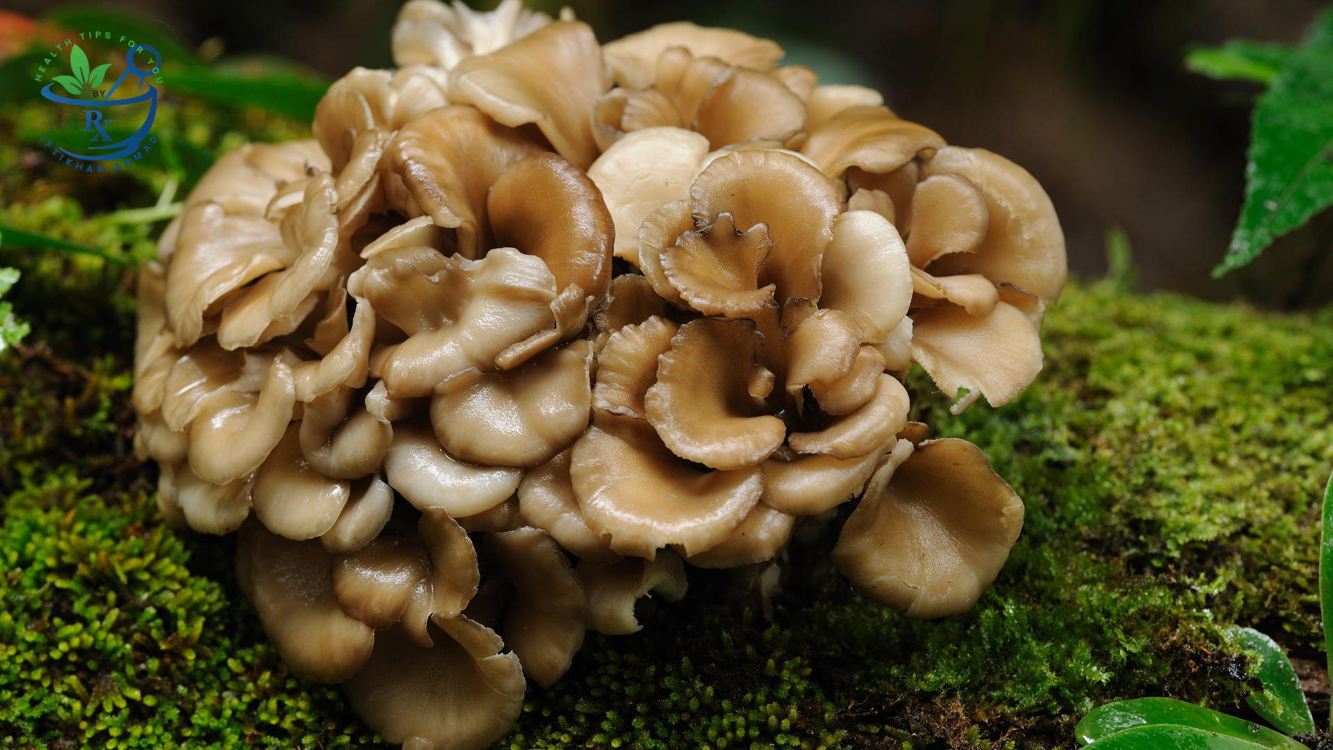 Mushrooms : The nutritional powerhouse