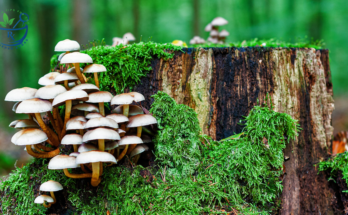 Mushrooms : The nutritional powerhouse