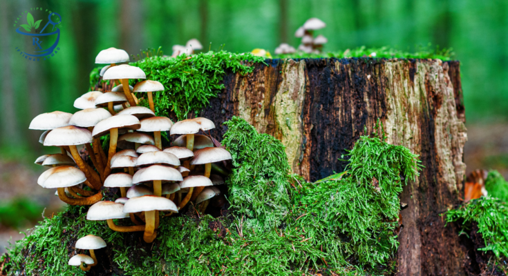 Mushrooms : The nutritional powerhouse