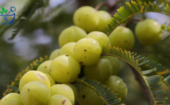 Amla (Indian Gooseberry): Health Benefits & Daily Use Guide