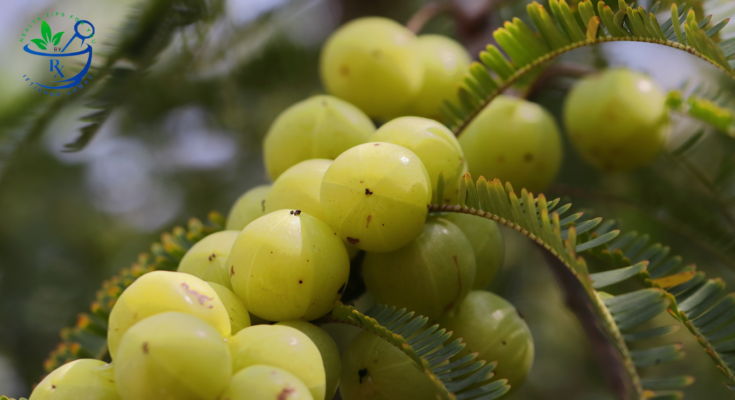 Amla (Indian Gooseberry): Health Benefits & Daily Use Guide