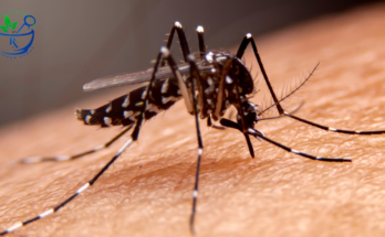 Dengue Fever: A Comprehensive Guide to Cutting-Edge Treatments