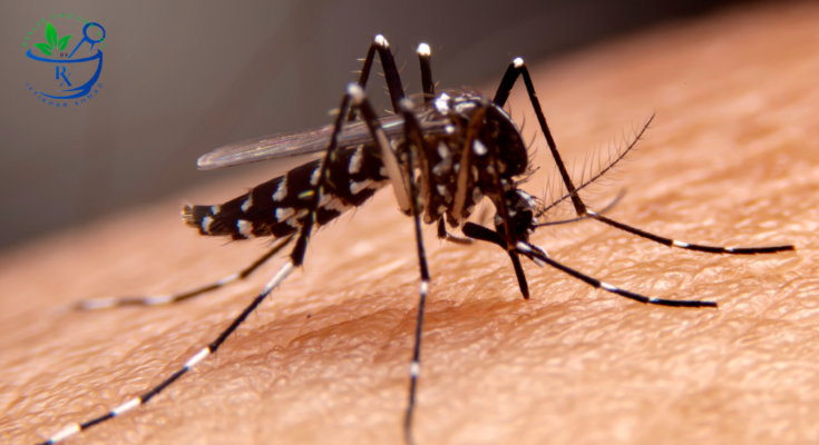 Dengue Fever: A Comprehensive Guide to Cutting-Edge Treatments